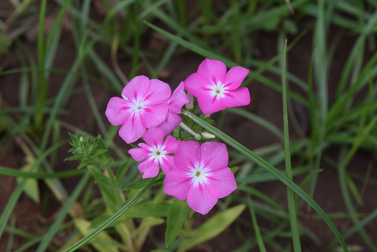 Annual phlox (Phlox drummondii)
