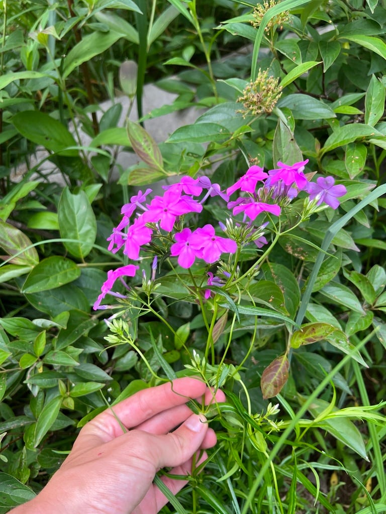 Smooth phlox (Phlox glaberrima ssp. interior)