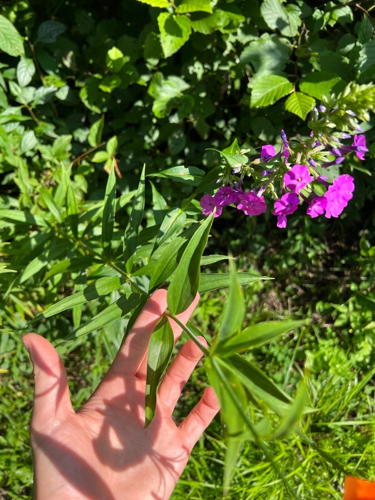 Wild sweetwilliam (Phlox maculata ssp. pyramidalis)