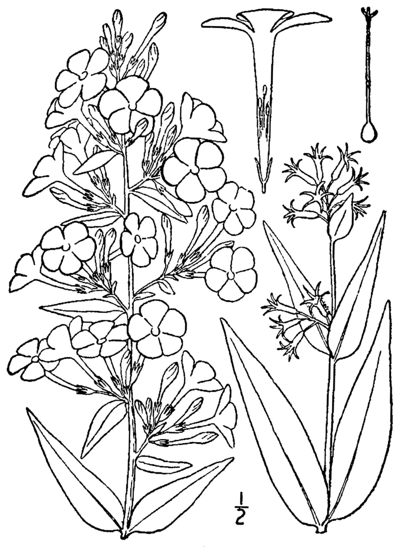 Wild sweetwilliam (Phlox maculata)