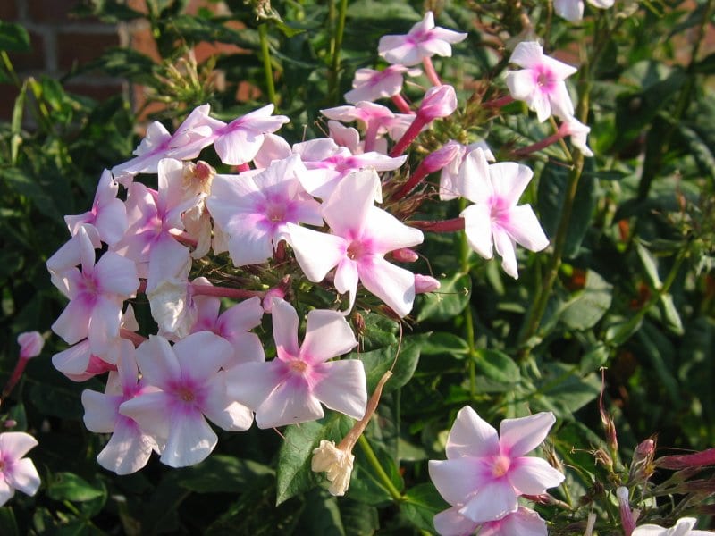 Fall phlox (Phlox paniculata)