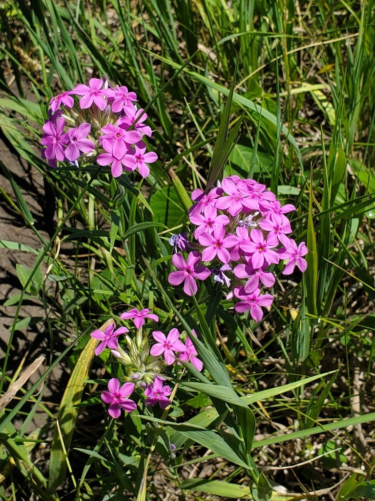 Downy phlox (Phlox pilosa ssp. pulcherrima)