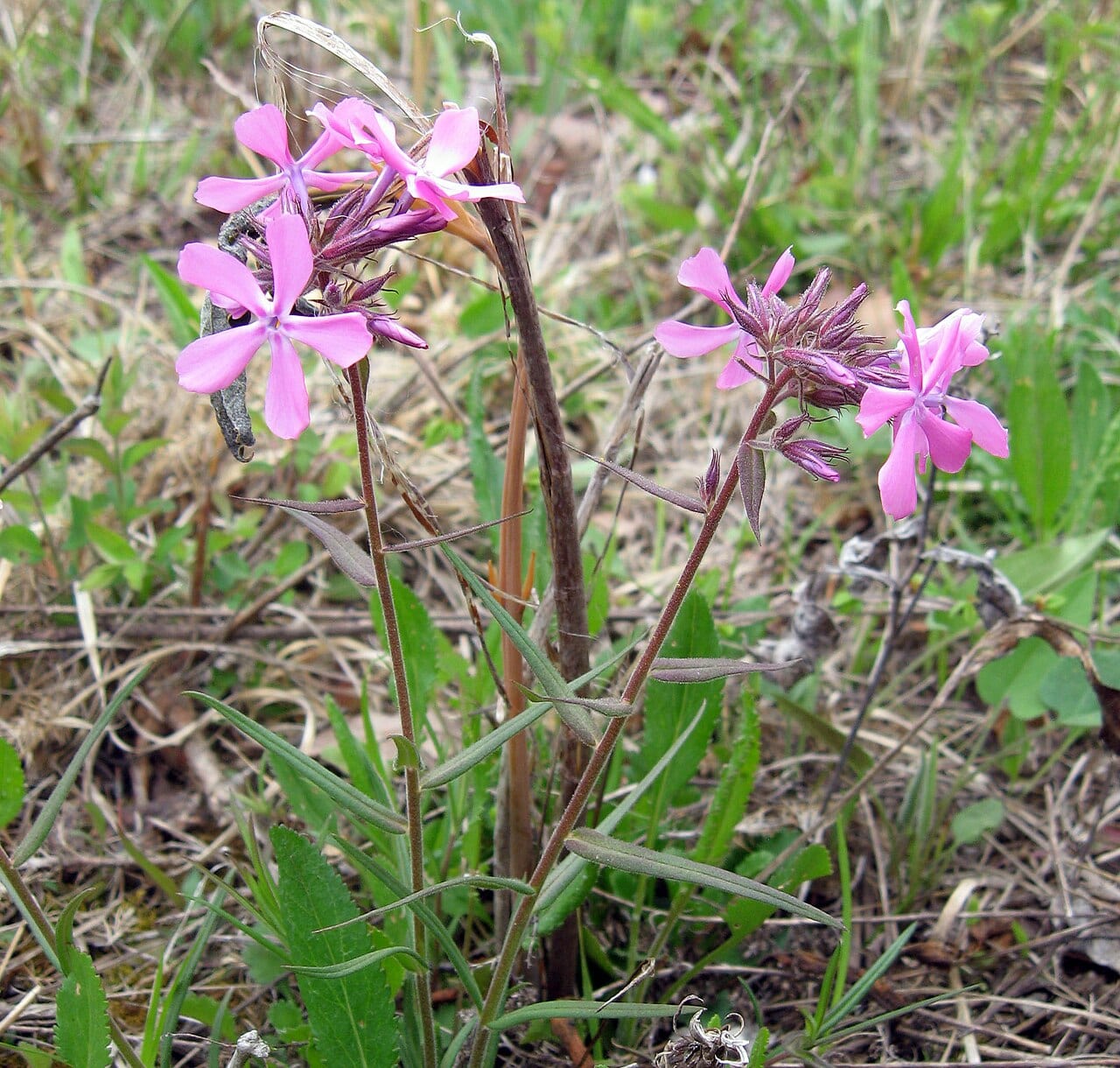 Downy phlox (Phlox pilosa)