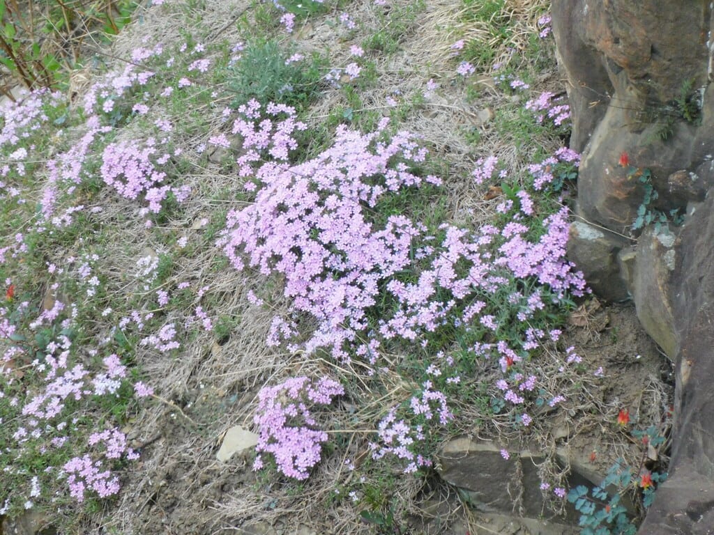 Moss phlox (Phlox subulata ssp. subulata)