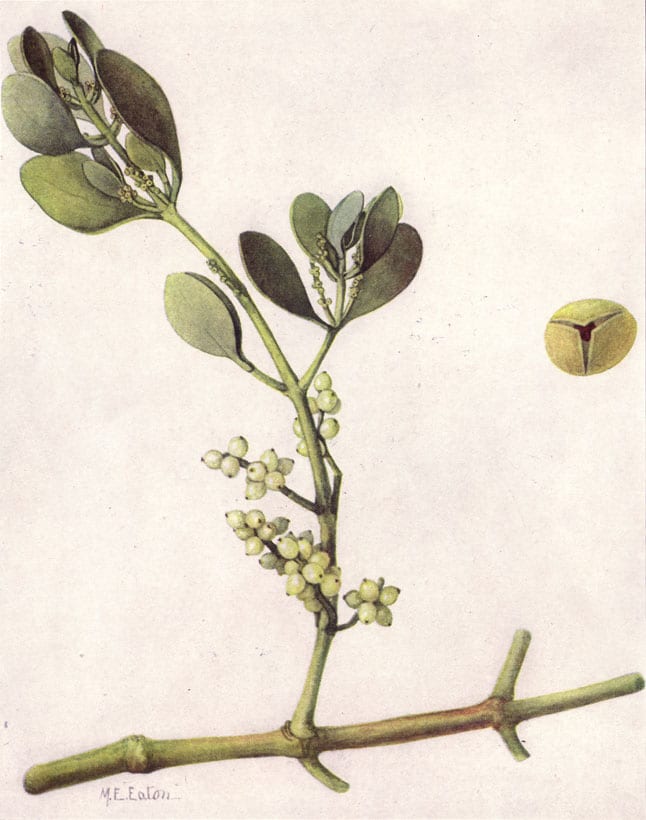 Oak mistletoe (Phoradendron leucarpum)