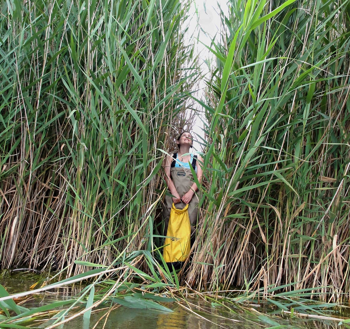 Common reed (Phragmites australis)