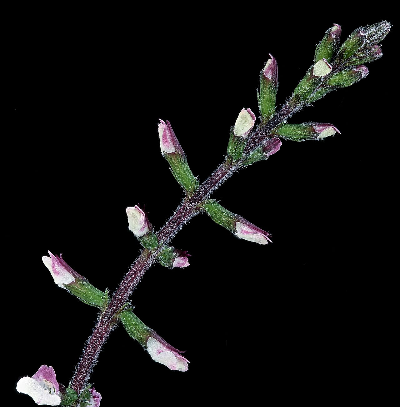 American lopseed (Phryma leptostachya)