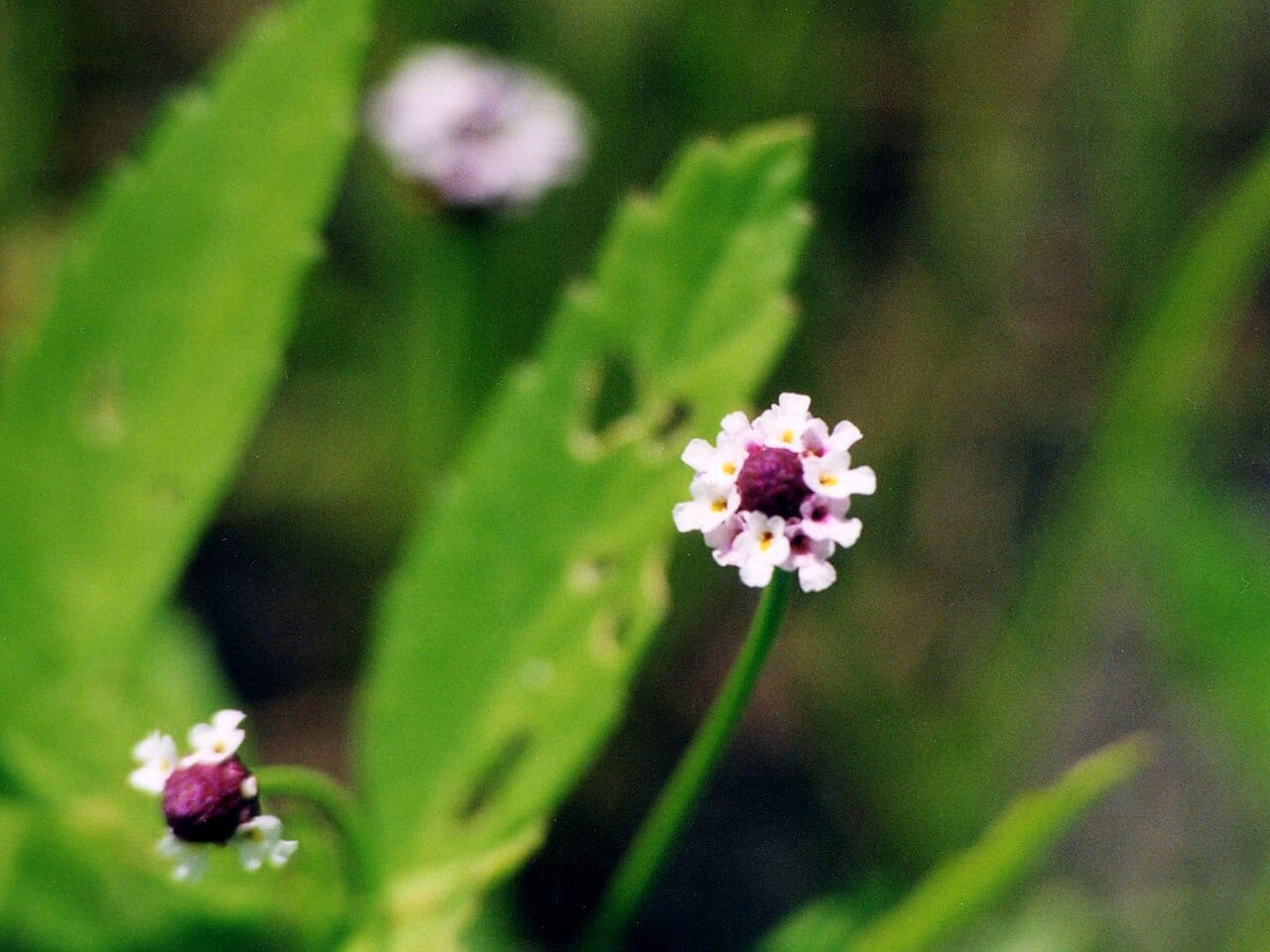 Lanceleaf frogfruit (Phyla lanceolata)