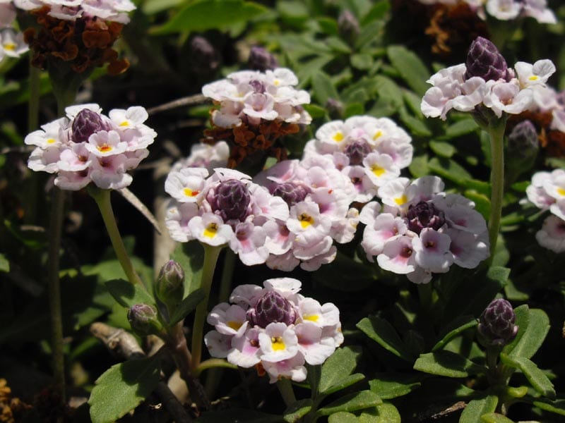 Texas frogfruit (Phyla nodiflora)