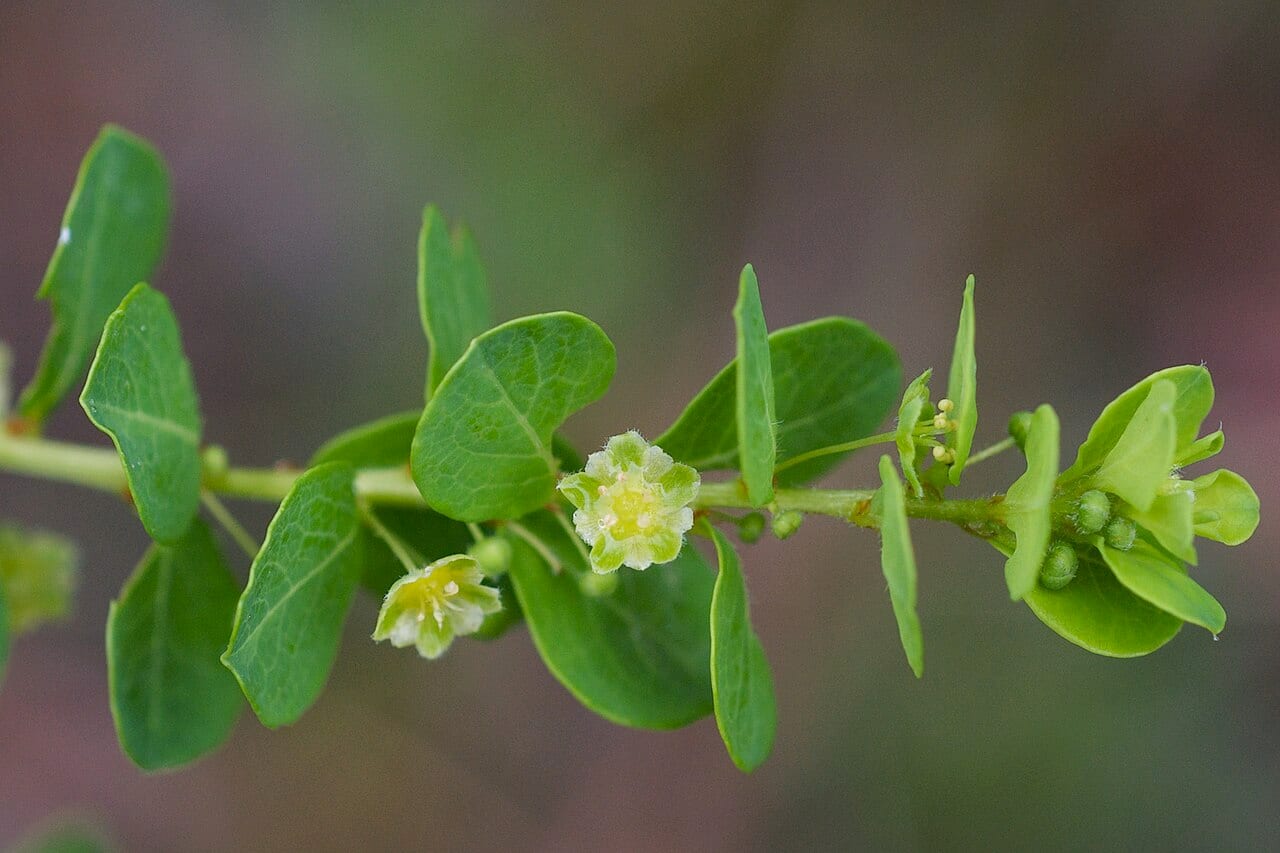 Missouri maidenbush (Phyllanthopsis phyllanthoides)