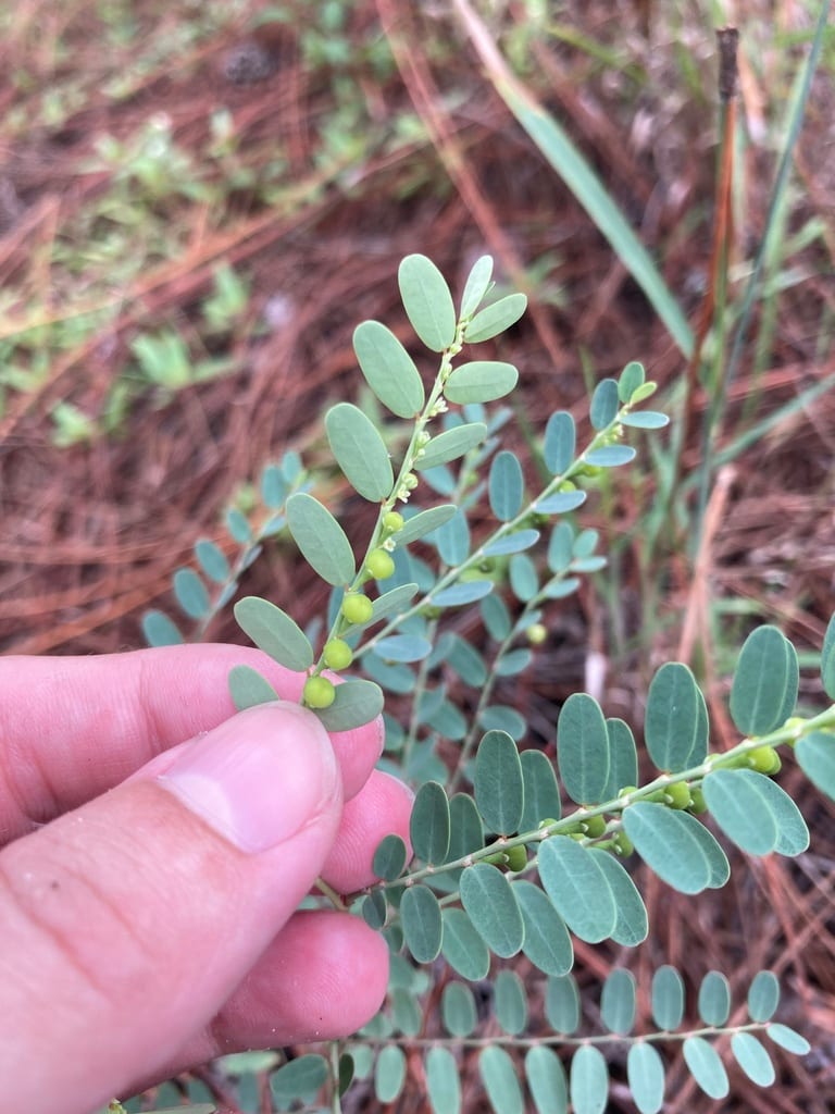 Drummond's leafflower (Phyllanthus abnormis var. abnormis)