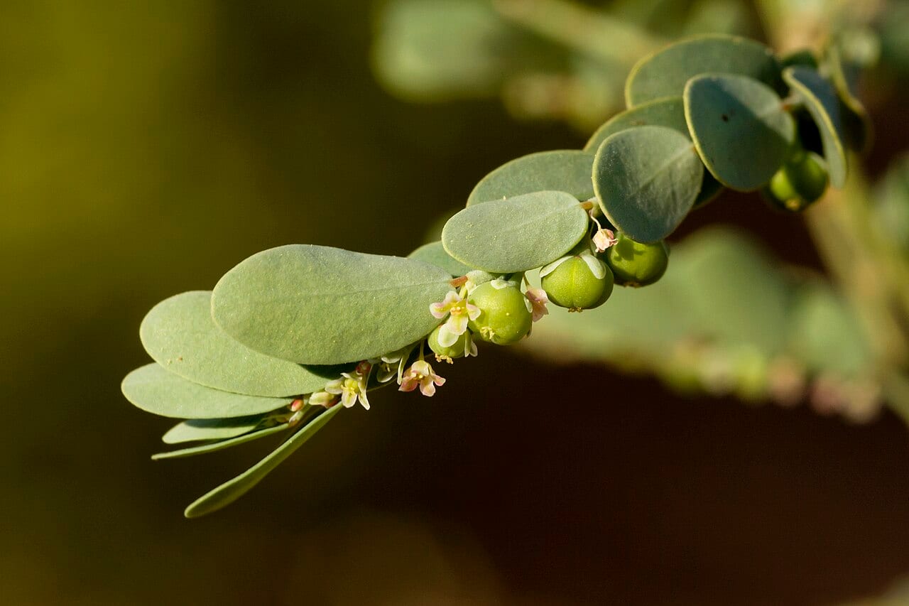 Drummond's leaf-flower (Phyllanthus abnormis)