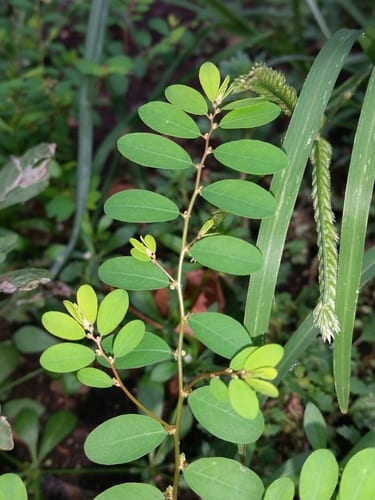 Carolina leaf-flower (Phyllanthus caroliniensis ssp. caroliniensis)