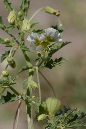 Sharpleaf groundcherry (Physalis acutifolia)