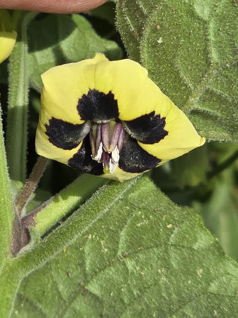 Smallflower groundcherry (Physalis cinerascens)