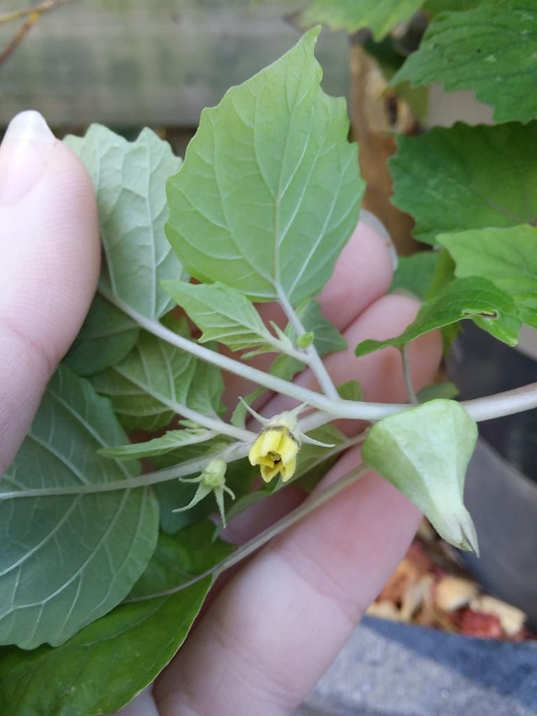 Heart-leaf ground-cherry (Physalis cordata)