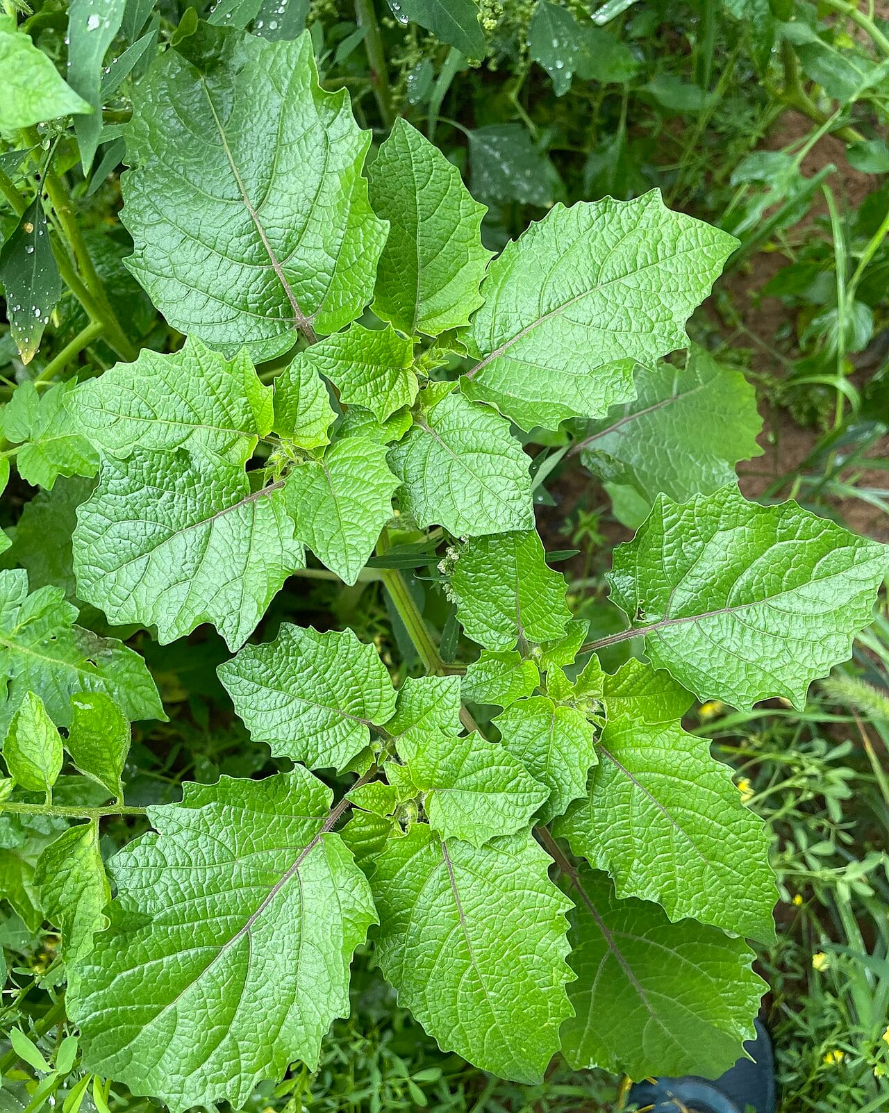 Downy ground-cherry (Physalis grisea)