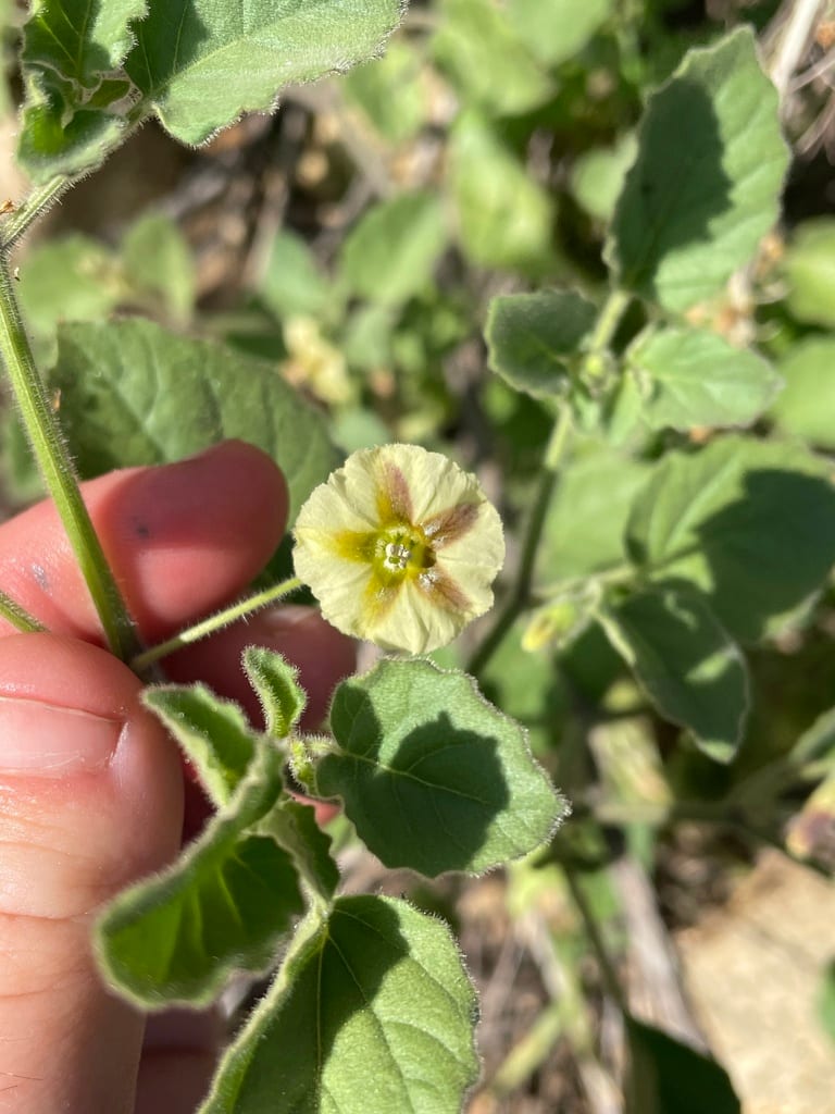 Fendler's groundcherry (Physalis hederifolia var. fendleri)