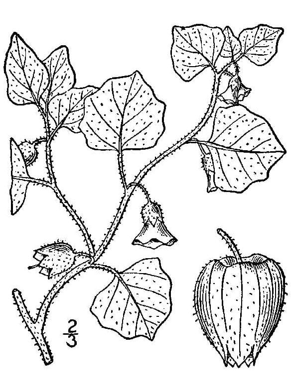 Ivyleaf groundcherry (Physalis hederifolia)