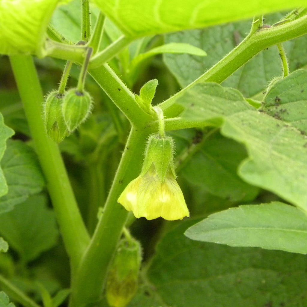 Clammy groundcherry (Physalis heterophylla var. heterophylla)