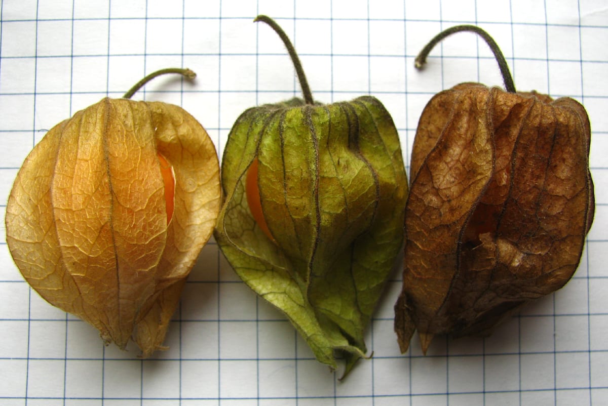 Clammy groundcherry (Physalis heterophylla)