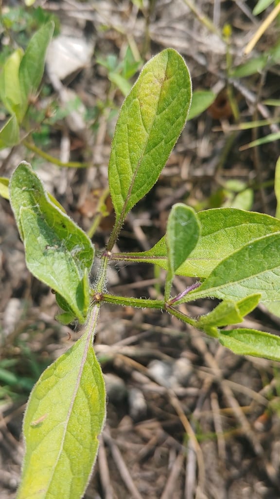 Hispid ground-cherry (Physalis hispida)