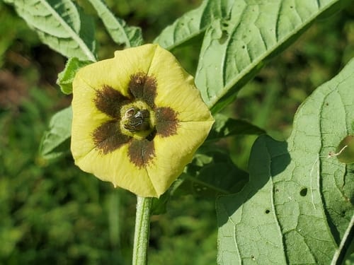 Longleaf groundcherry (Physalis longifolia var. subglabrata)