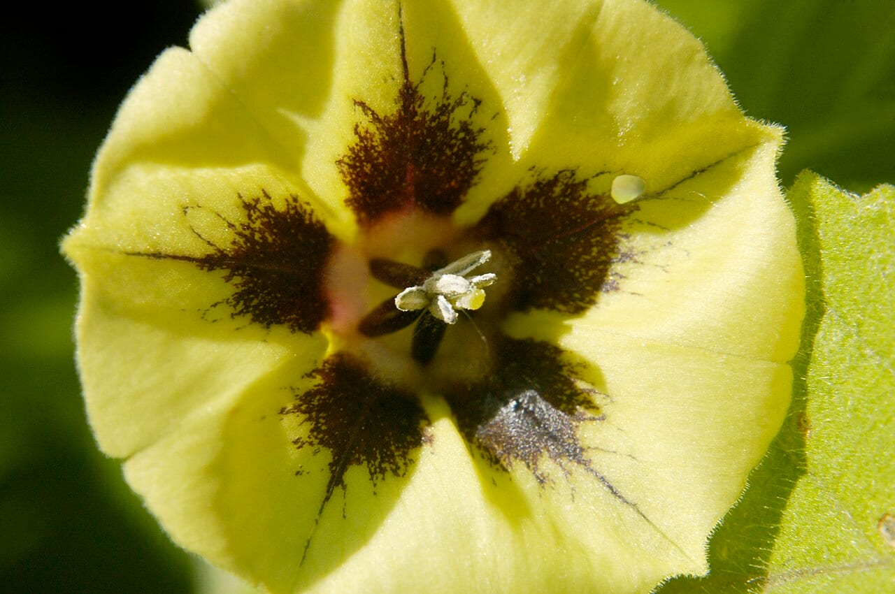 Longleaf groundcherry (Physalis longifolia)