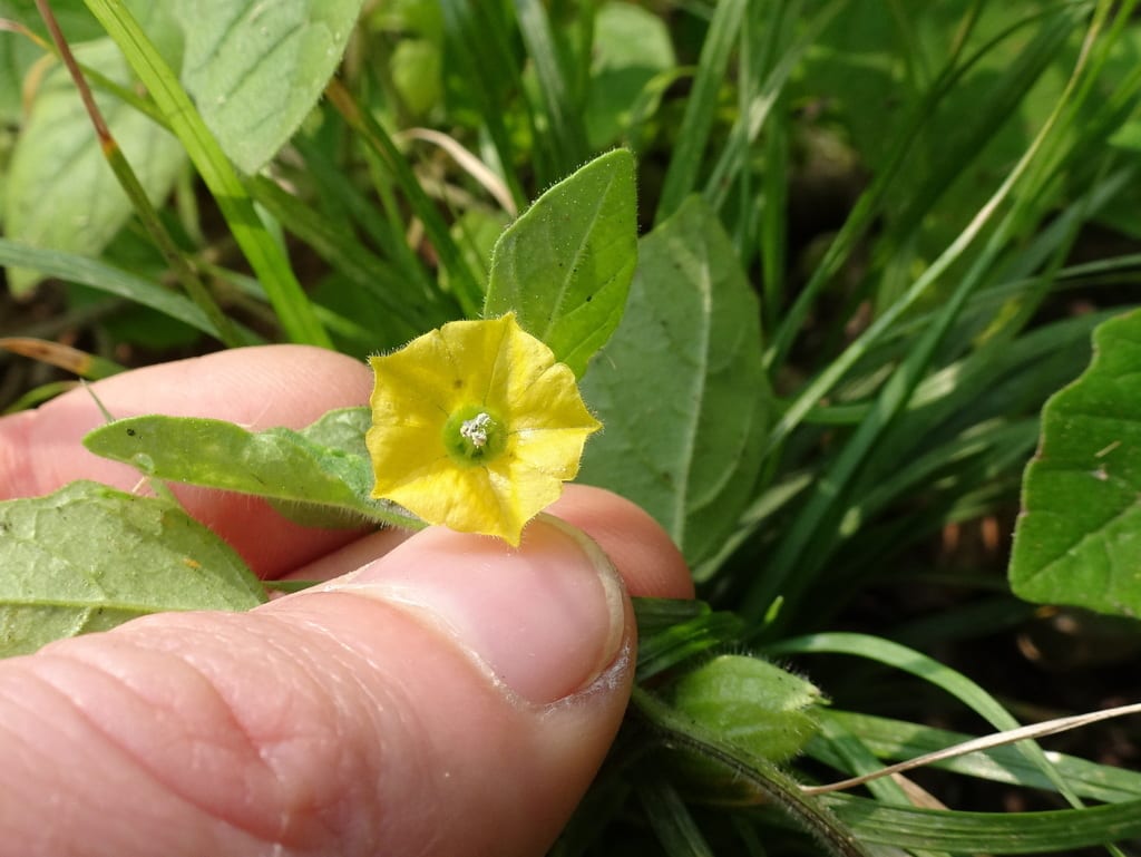 Missouri ground cherry (Physalis missouriensis)