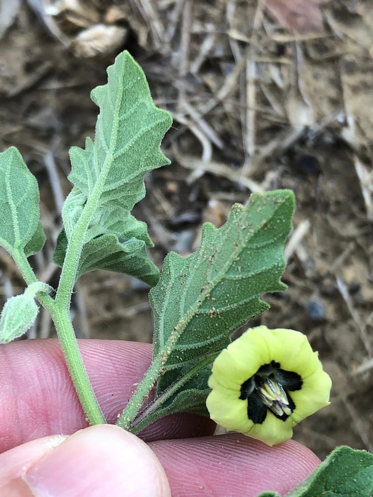 Field groundcherry (Physalis mollis var. mollis)