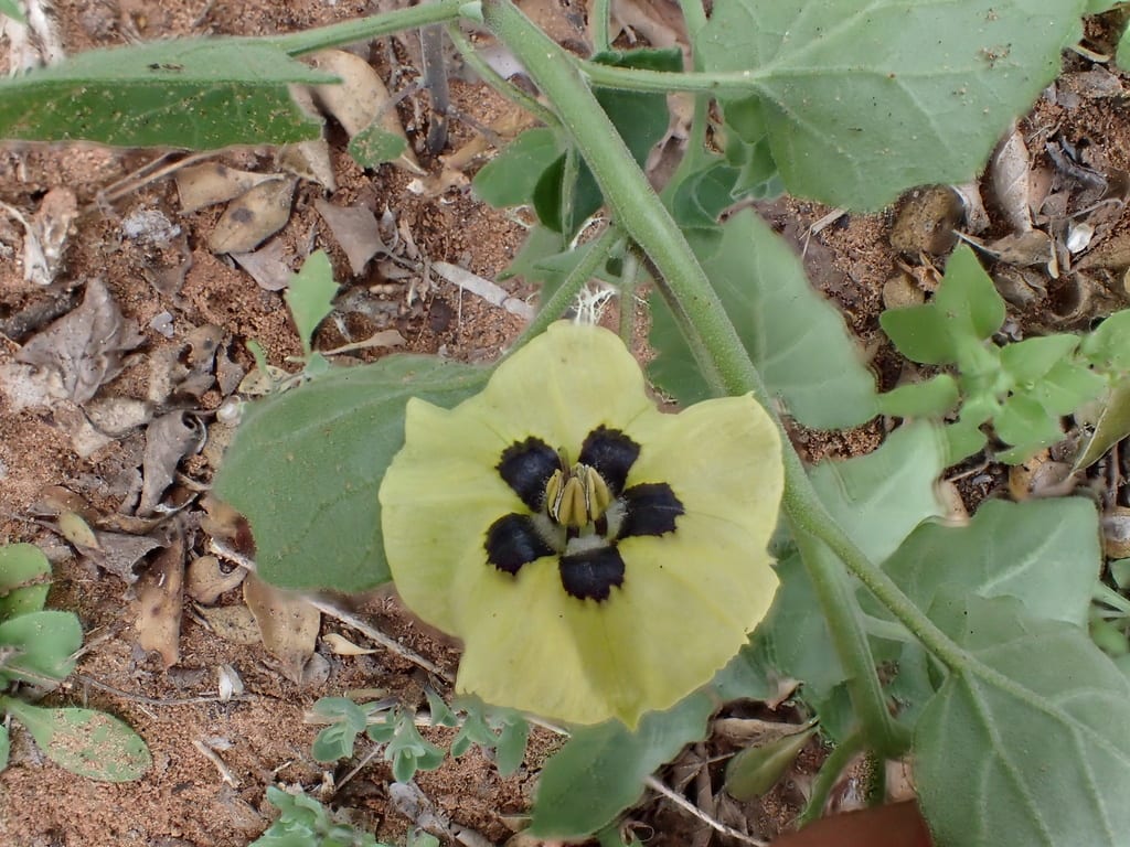 Field groundcherry (Physalis mollis)