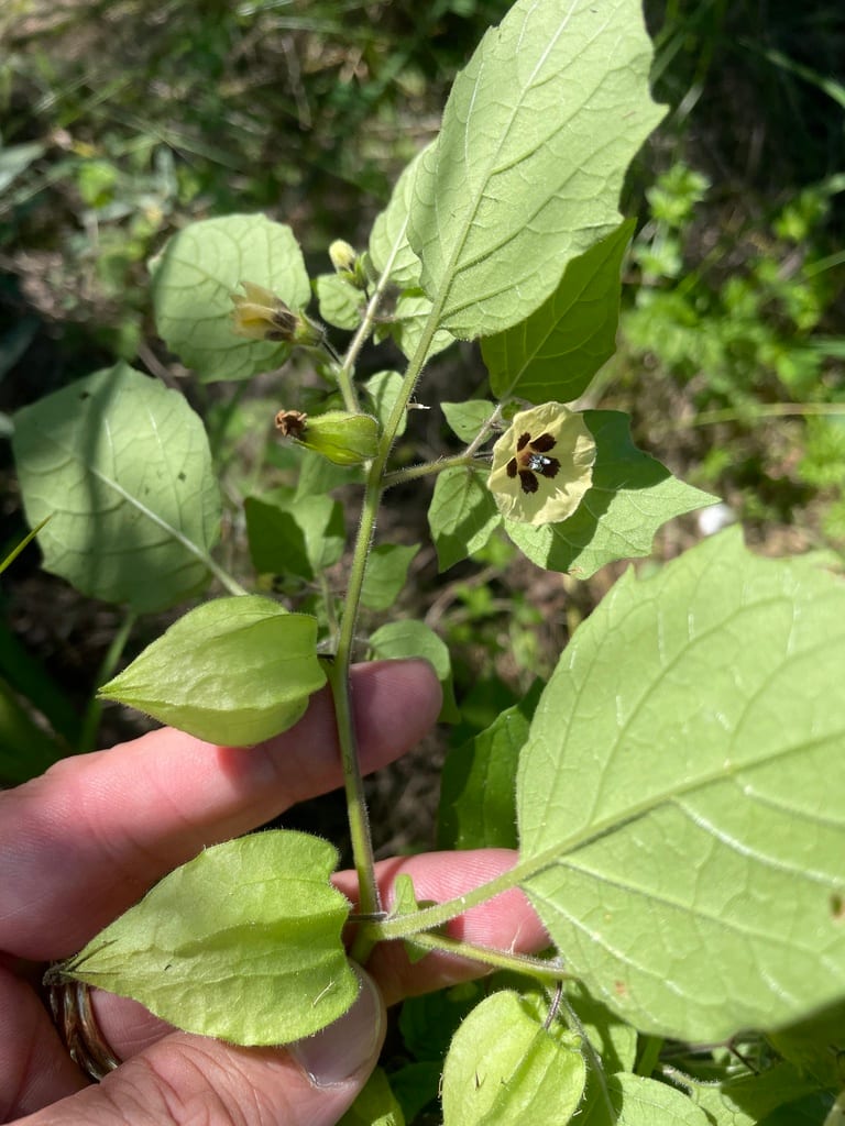 Husk tomato (Physalis pubescens var. pubescens)