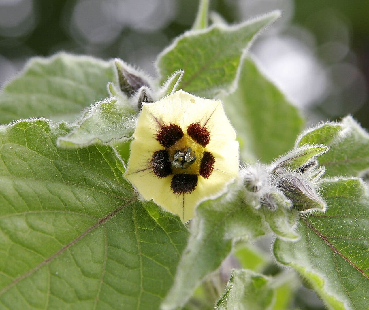 Husk tomato (Physalis pubescens)