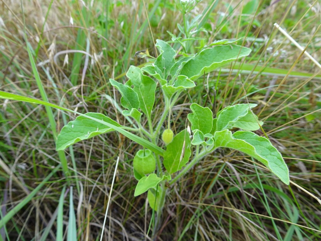 Dwarf ground-cherry (Physalis pumila)