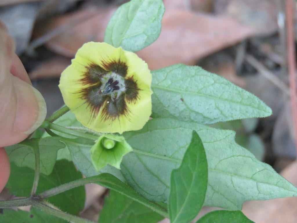 Virginian groundcherry (Physalis virginiana var. virginiana)