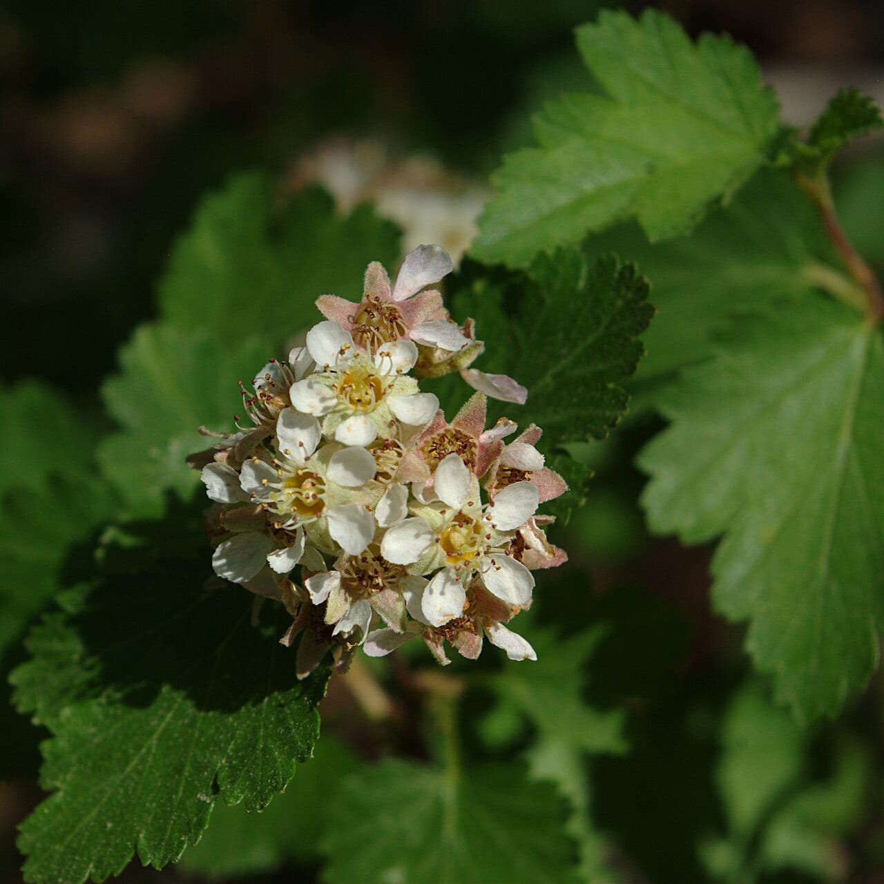 Mountain ninebark (Physocarpus monogynus)