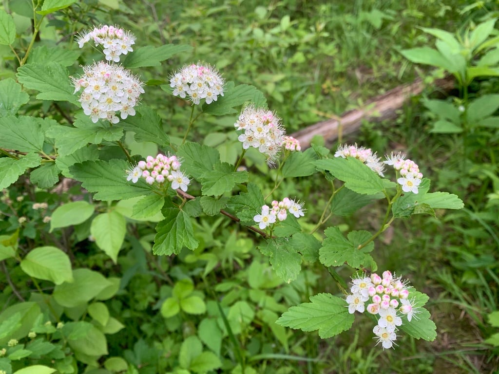 Atlantic nine-bark (Physocarpus opulifolius var. intermedius)