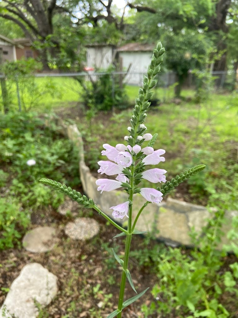 Narrowleaf false dragonhead (Physostegia angustifolia)