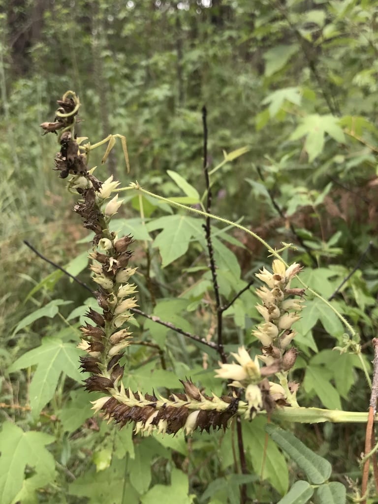 Finger false dragonhead (Physostegia digitalis)