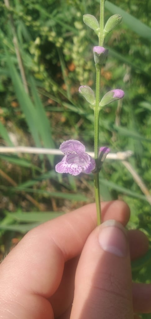 Spring obedient plant (Physostegia intermedia)