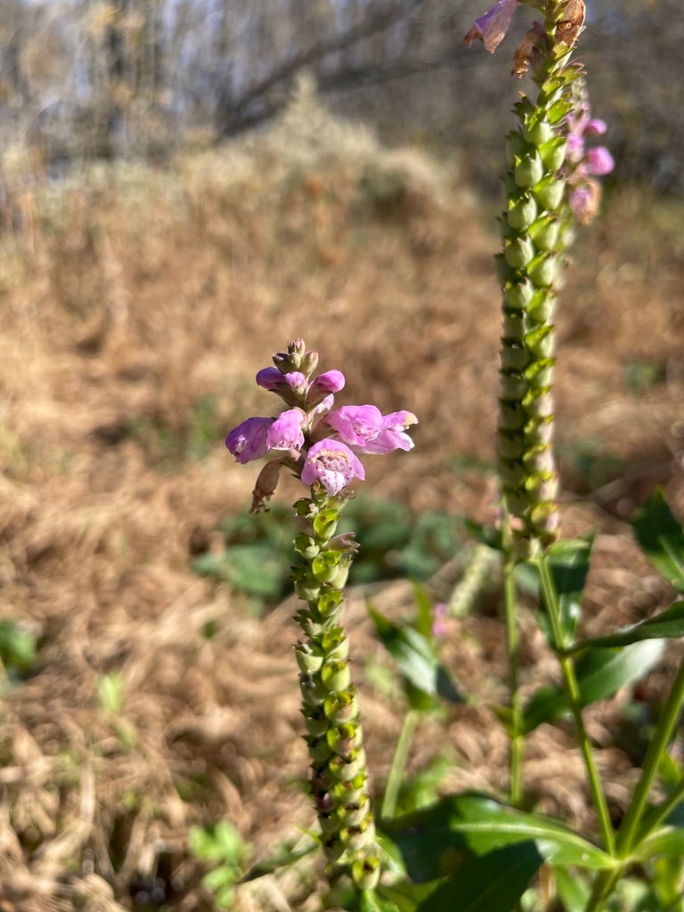 Obedient plant (Physostegia virginiana ssp. virginiana)
