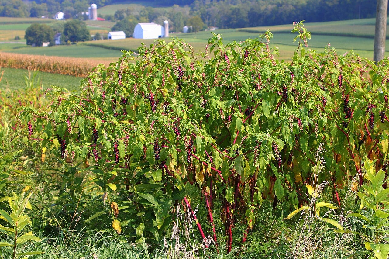 American pokeweed (Phytolacca americana)