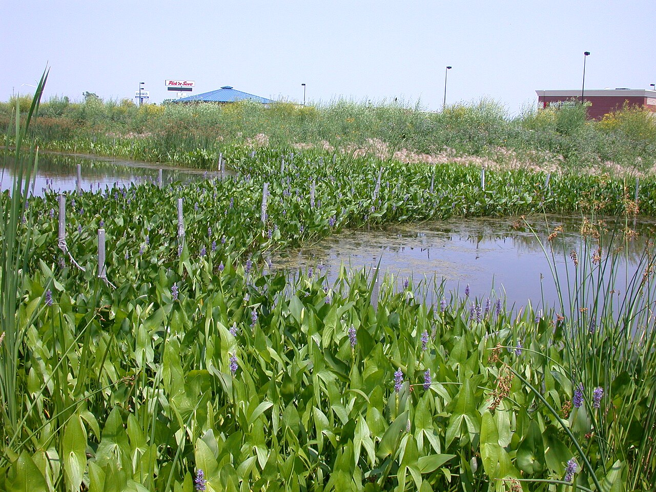 Pickerelweed (Pontederia cordata) with glossy heart-shaped leaves and dense spikes of violet-blue flowers