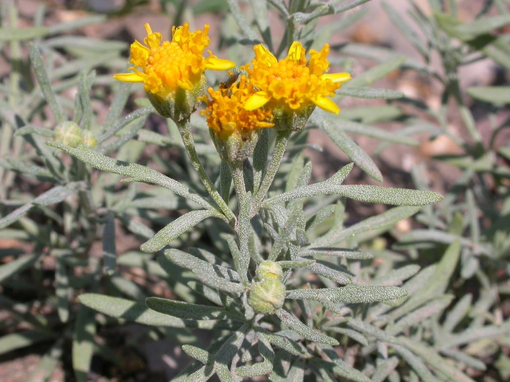 Oppositeleaf bahia (Picradeniopsis oppositifolia)