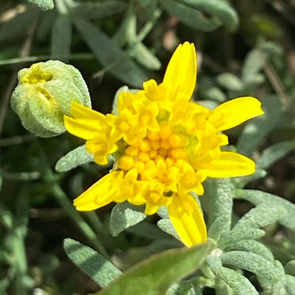 Woodhouse's bahia (Picradeniopsis woodhousei)