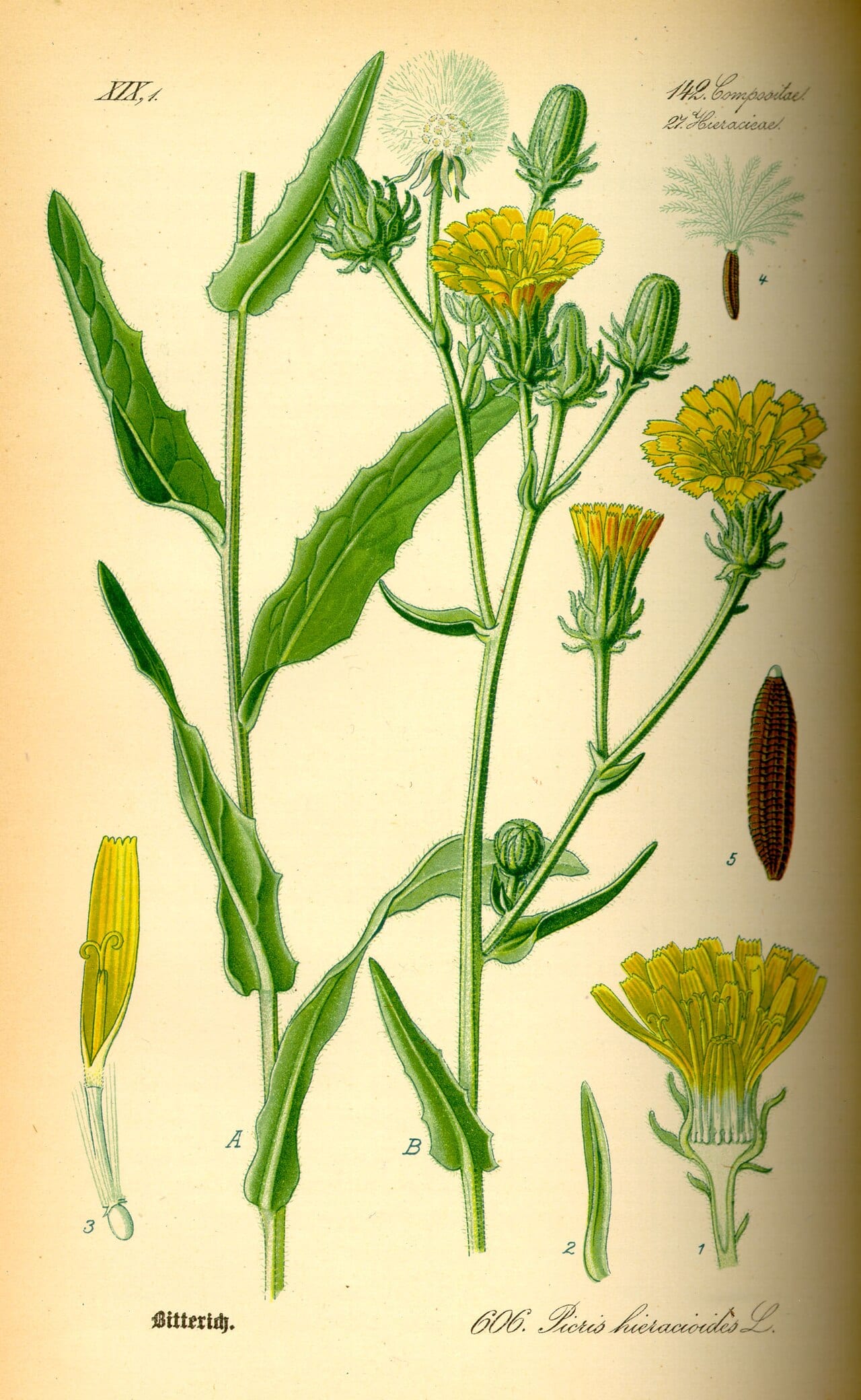 Hawkweed oxtongue (Picris hieracioides)