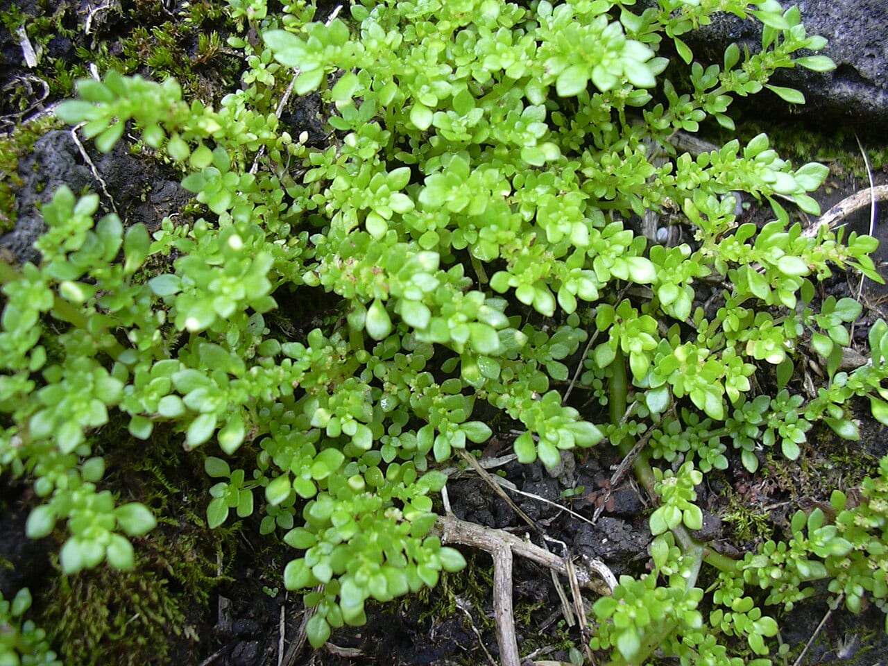 Rockweed (Pilea microphylla)