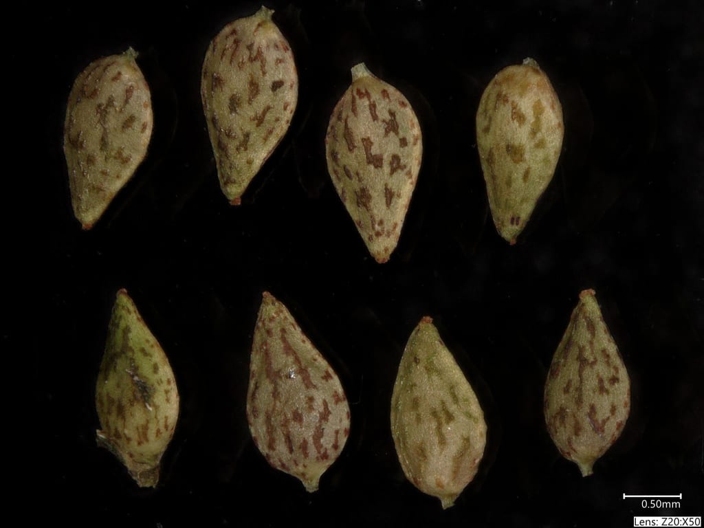 Clearweed (Pilea pumila var. deamii)