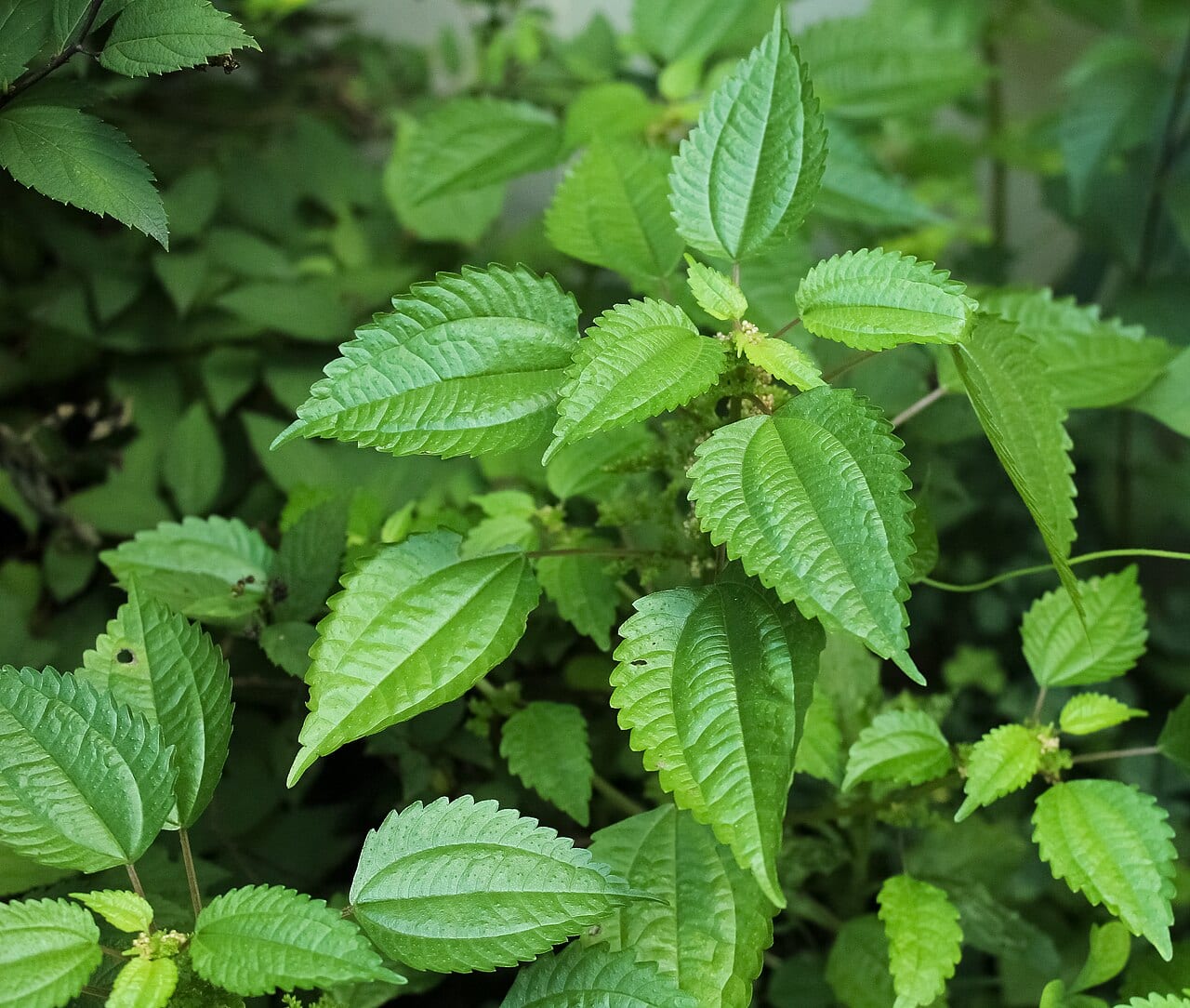 Canadian clearweed (Pilea pumila)