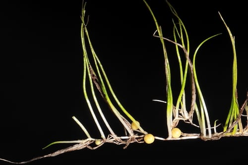 American pillwort (Pilularia americana)